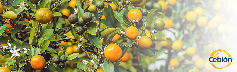 CEBIÓN Vitamina C