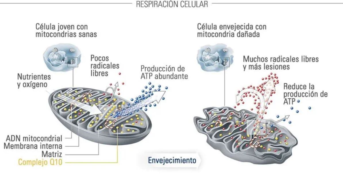 EUCERIN Q10 Active Action