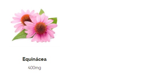 Ingredienti dell'Echinacea di Achillea
