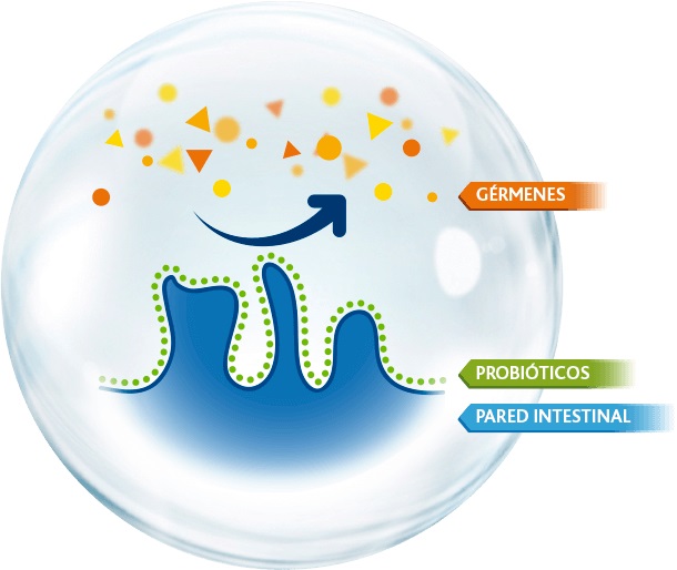 como actuan los probioticos